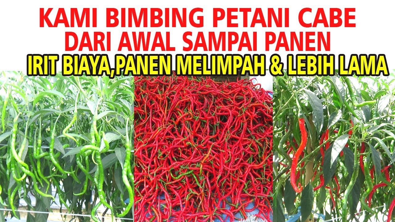 Kami Berikan Ilmunya GRATIS  Cara Menanan CMK Dari Awal sampai Panen Murah Biaya Panen Berlipat
