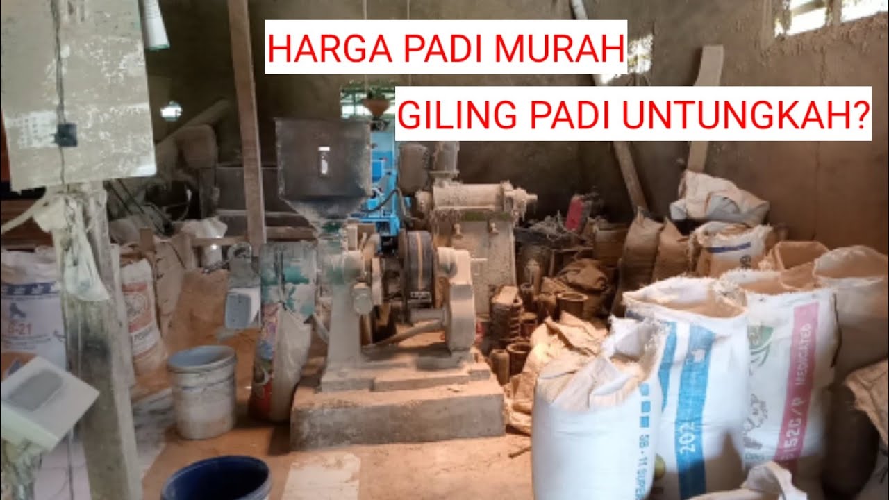 Harga Padi Murah, Giling Padi Untungkah??