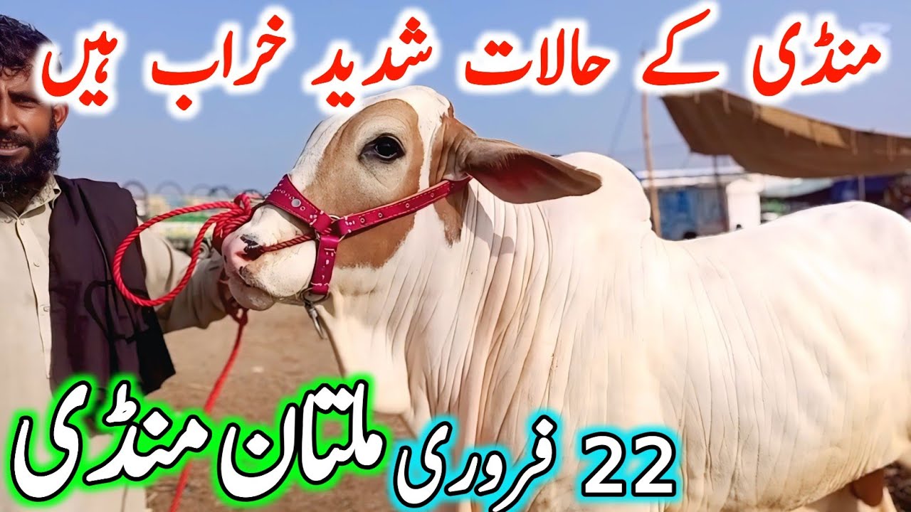 Today Multan Cow Mandi Fresh Latest Update Video | Sahiwal Cholistani Brahman Bachre |Cow Mandi 2025