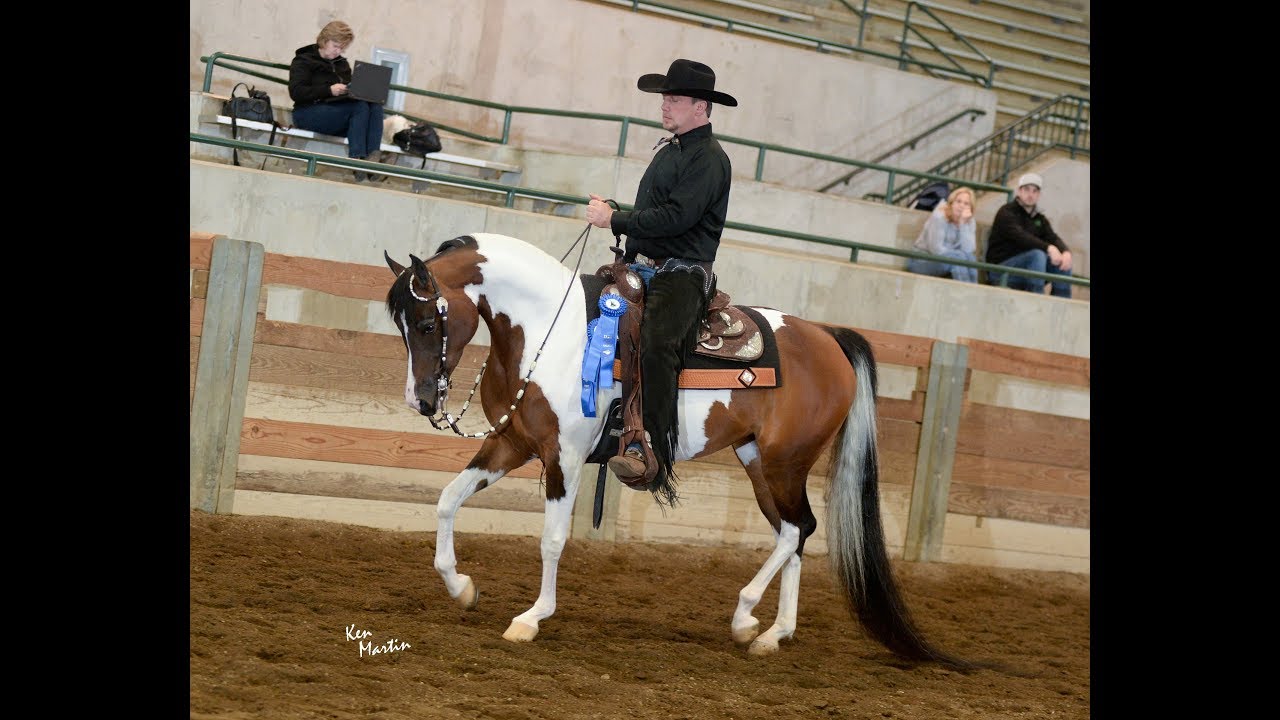Koweta Sundancesplash -- 2012 Half Arabian Western Pleasure Mare For Sale