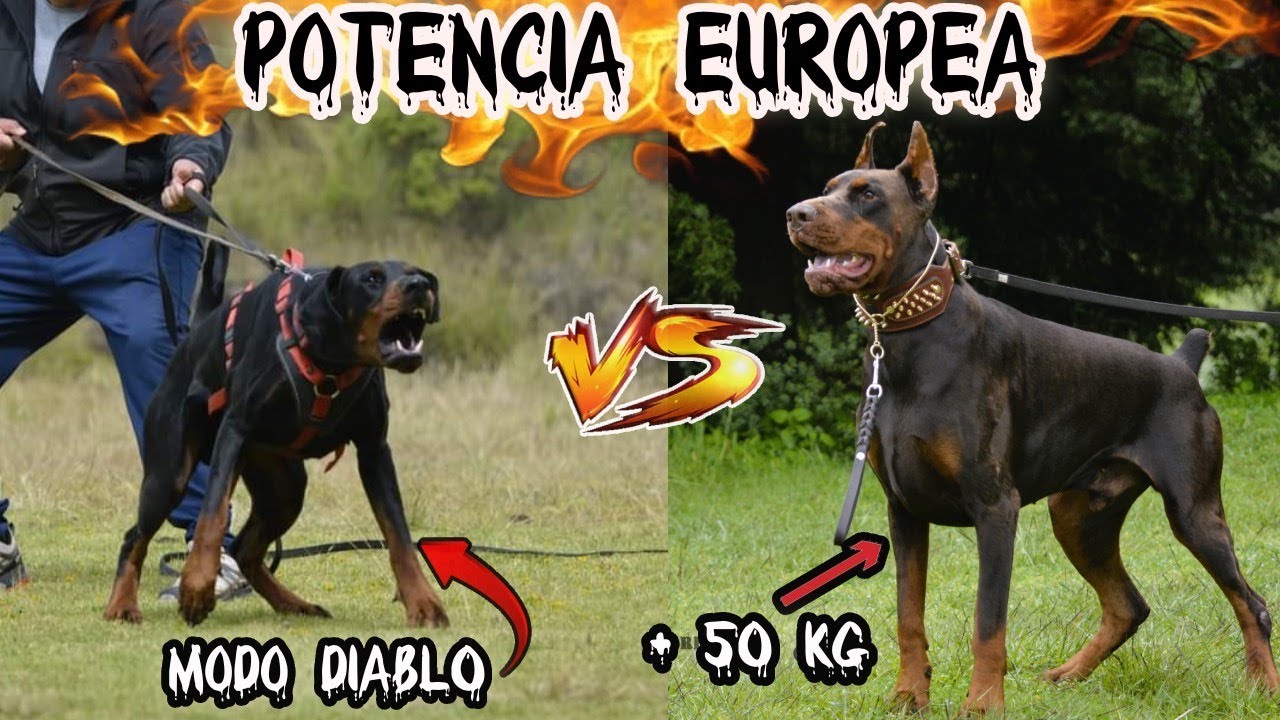 JAMÁS has visto dos DOBERMAN EUROPEOS tan P0DER0S0S cara a cara