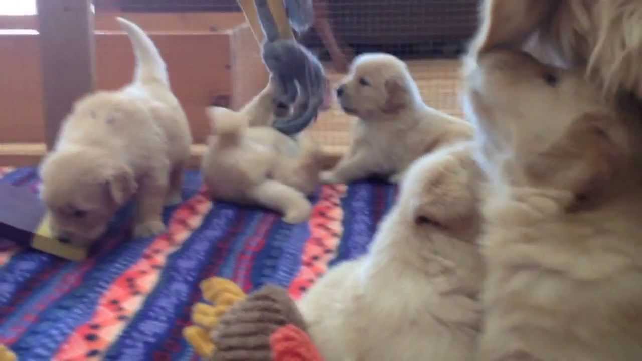 15 Golden Retriever Puppies - 15 Angels at Butternut Hill