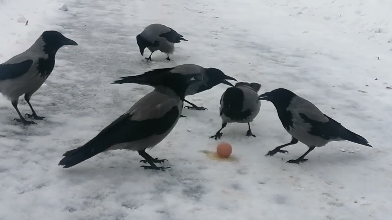 Dominant crow Hog shares an egg with youngsters / Доминантная ворона делится яйцом с молодёжью 