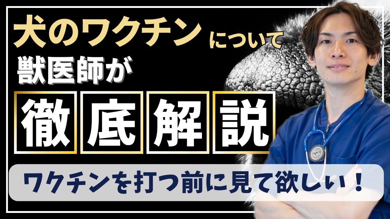 【犬のワクチン】獣医師が犬のワクチンについて徹底解説！