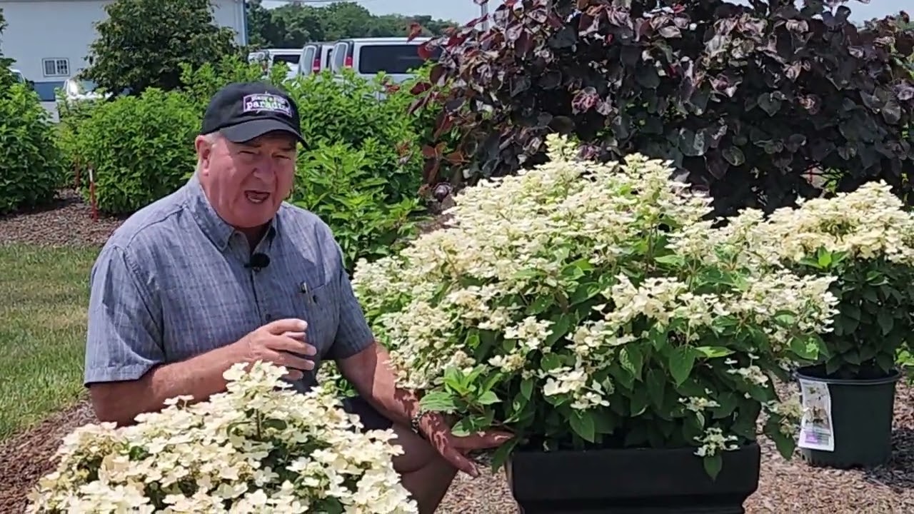 Update on Hydrangea pan. Early Evolution // How did the plant we planted in a container turn out?
