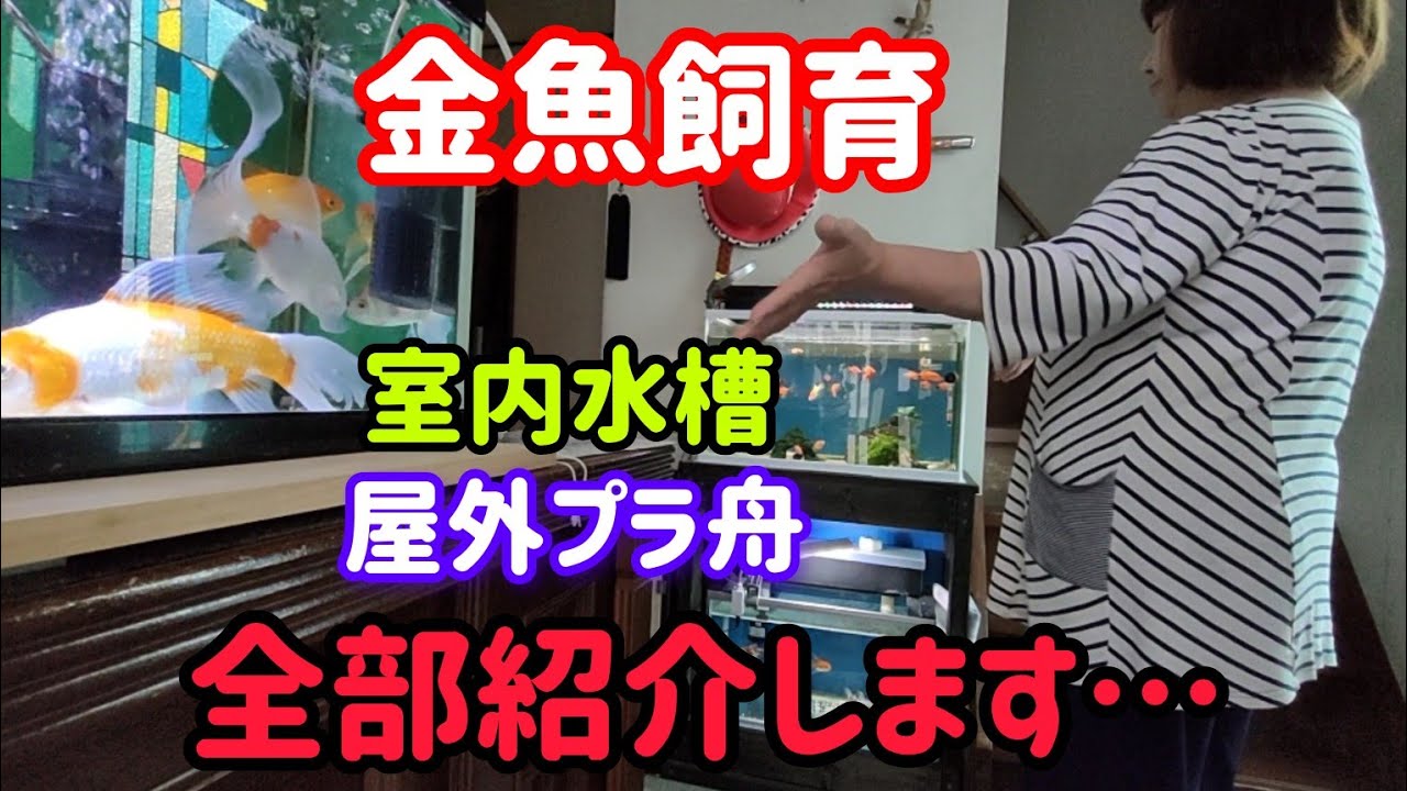 [金魚]　60歳過ぎてからの金魚飼育金魚ハマりましたね…水槽全部ご紹介させて頂きます🤣🤣#goidfish