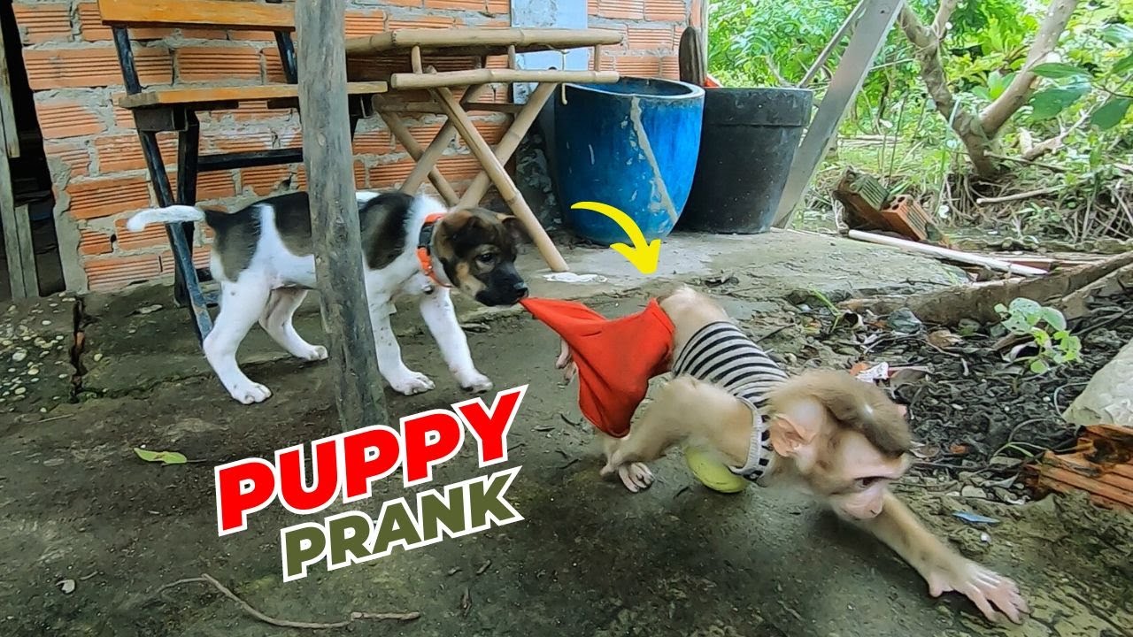 Bika s Embarrassing Moment Puppy Pants Pulling Prank