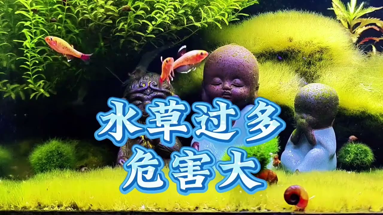 水草過多危害大！火山石古法生態缸水草太多的3大缺點視頻教程