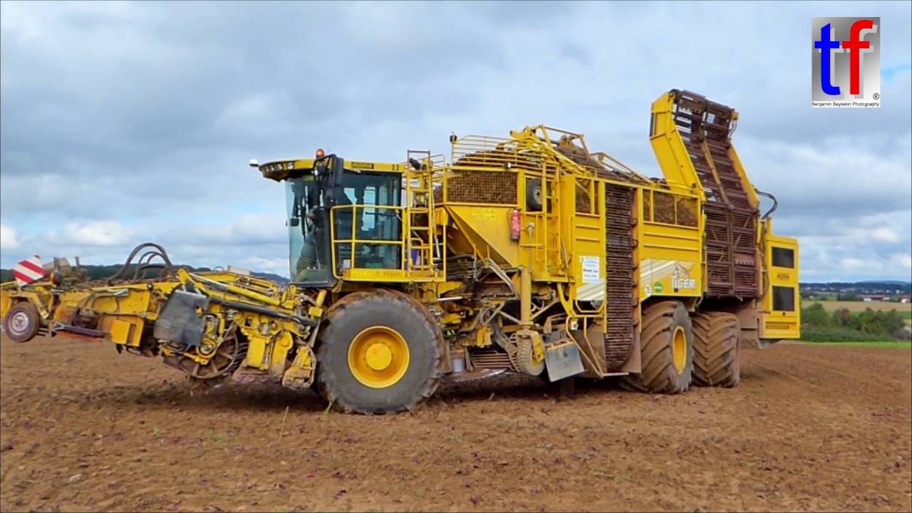 ROPA euro-Tiger V8-4 Taking Beetroot / Rote Beete Ernte, Germany, 07.10.2016.