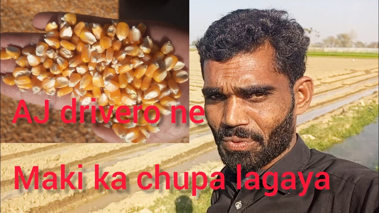 Driveron Ne Makkhi ka Chapa Lagaya