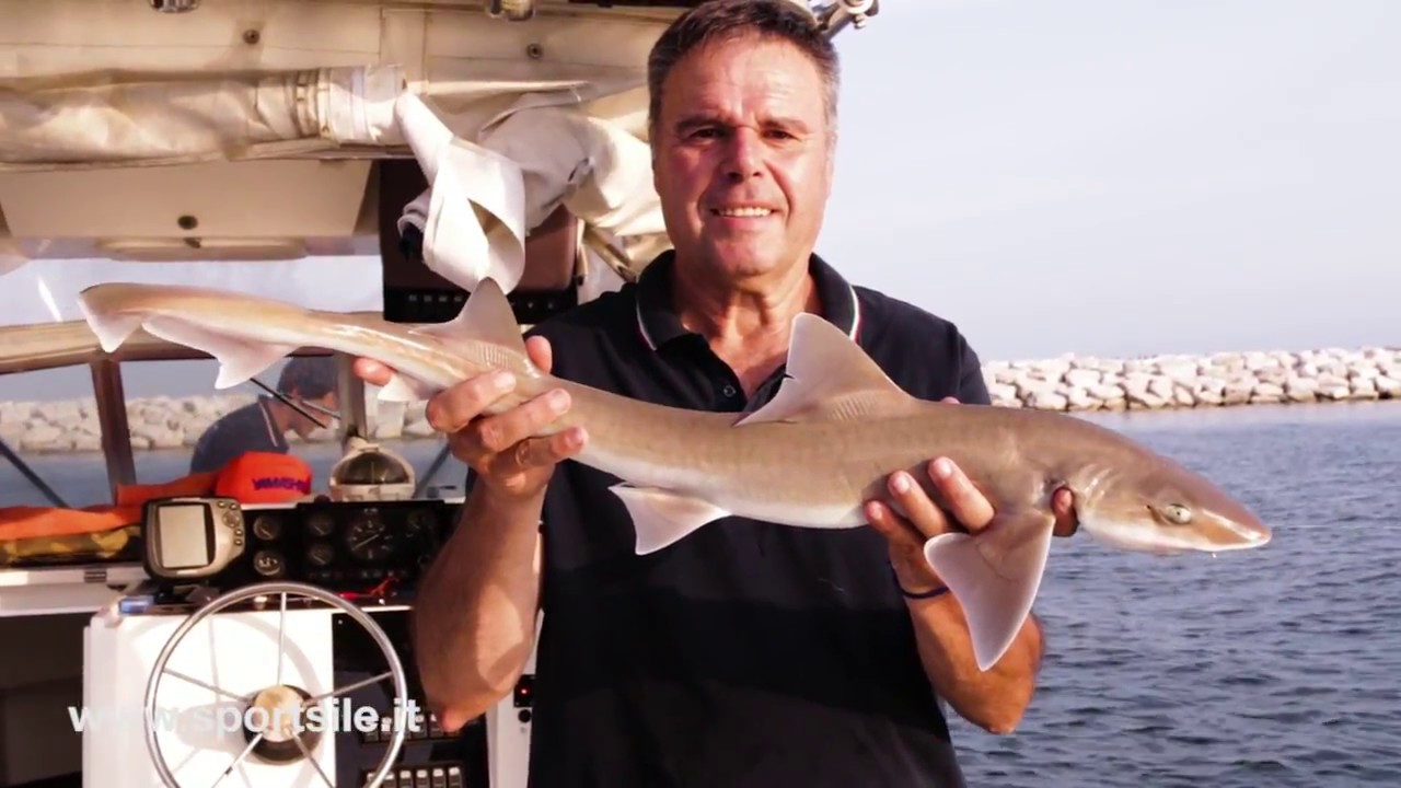 Pesca con il gambero vivo e galleggiante in Laguna Veneta - cattura di un palombo