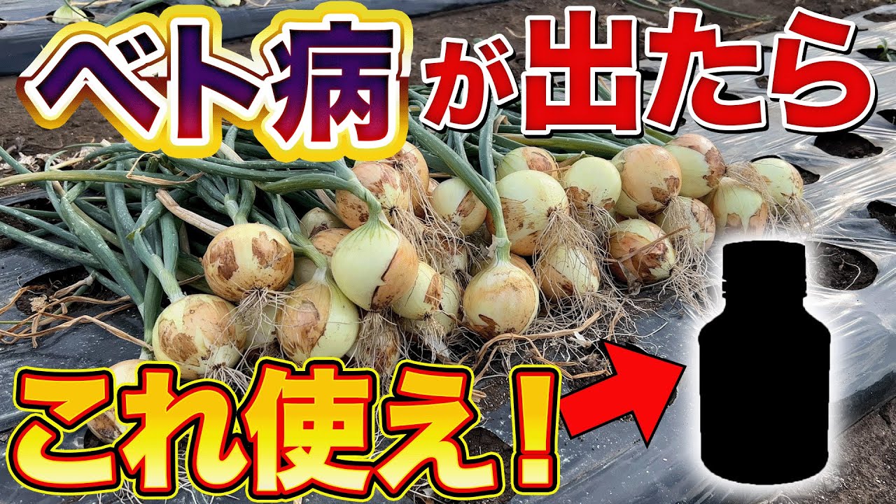 【最強アイテム！】玉ねぎ栽培でベト病が発生した時、する前にも効く農家が使う方法を伝授！長年困っていた人もこれ使えばなんとかなります