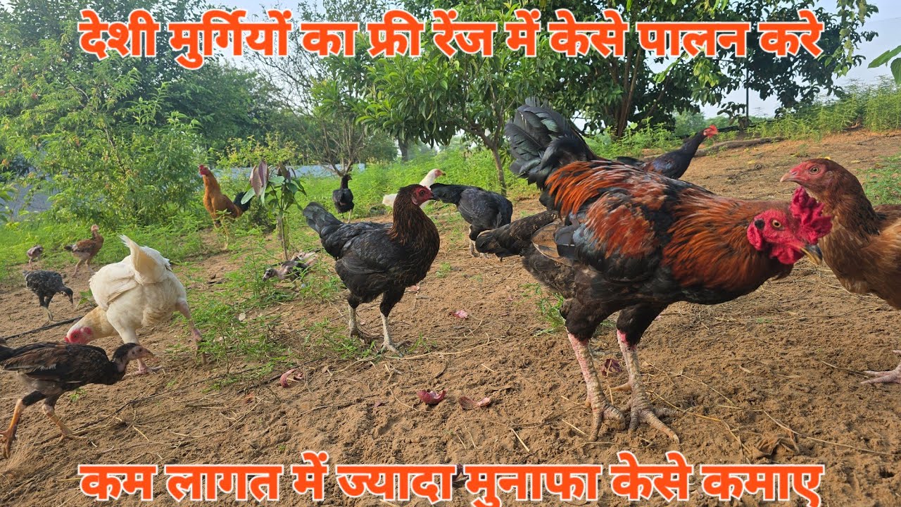 कम लागत में देसी मुर्गी पालन केसे करे पार्ट 3 । Desi murga farm blog 3 #freerangechickens  