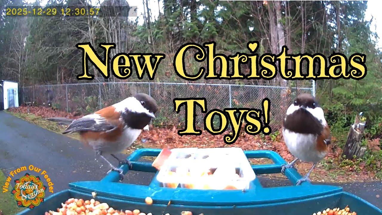 New Amazon’s  Vatjubi  Video Bird Feeder. Todays Creation. Playing With New Toys. S1 E53