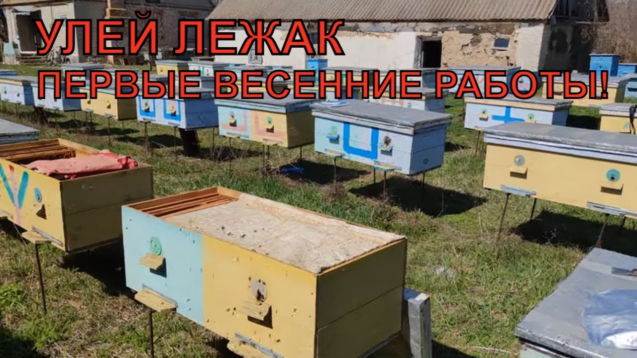 Улей ЛЕЖАК ревизия и работа ✅☝️🐝🐝🐝