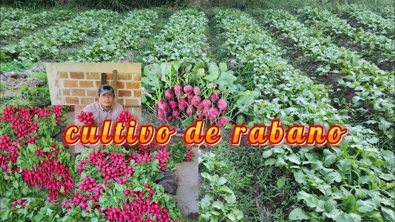 Como Hacer un cultivo de RABANO Paso a Paso, Desde su Siembra Hasta su Cosecha.