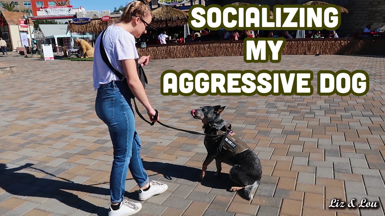 CHALLENGE: Walking my Anti-Social Dog in Public for 7 Days!