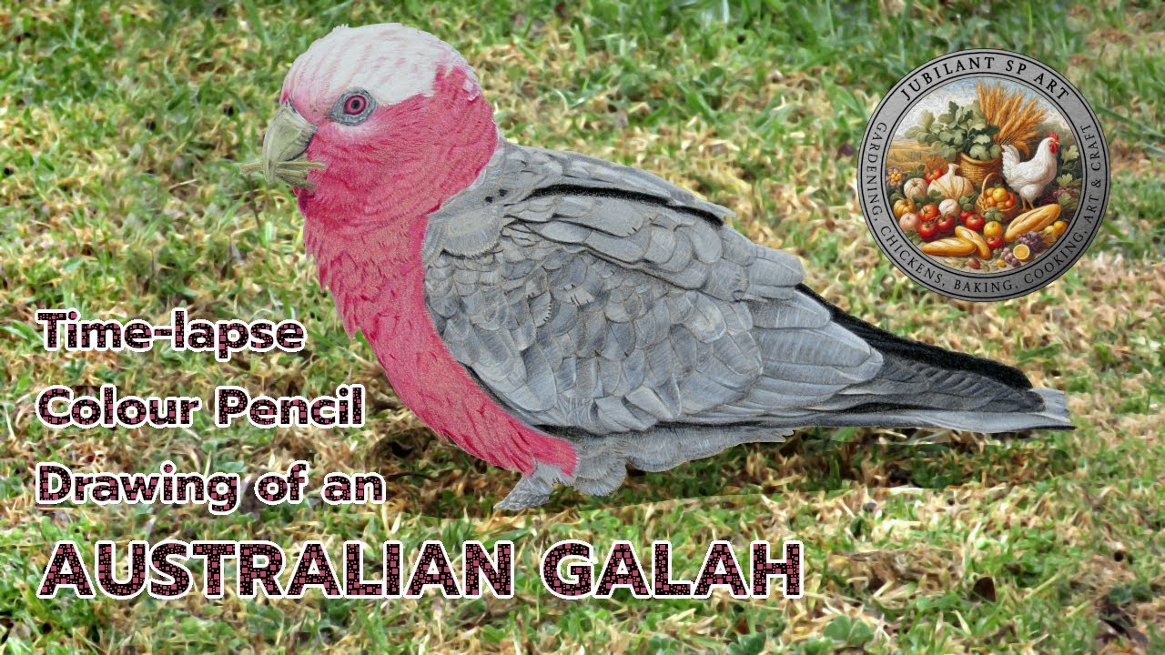 Australian Galah Drawn In Colour Pencil Time-lapse