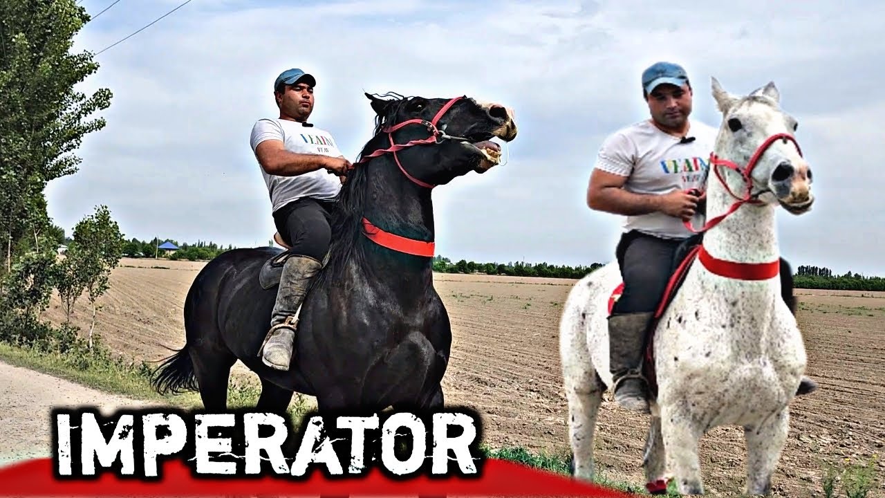 УЛОКЧИ ОТ СОТИЛАДИ ФАЗЛИДДИНДА ИМРЕРАТОР..продаются лошады.! horsemarket.! Жылкыбазар.! Отбозор
