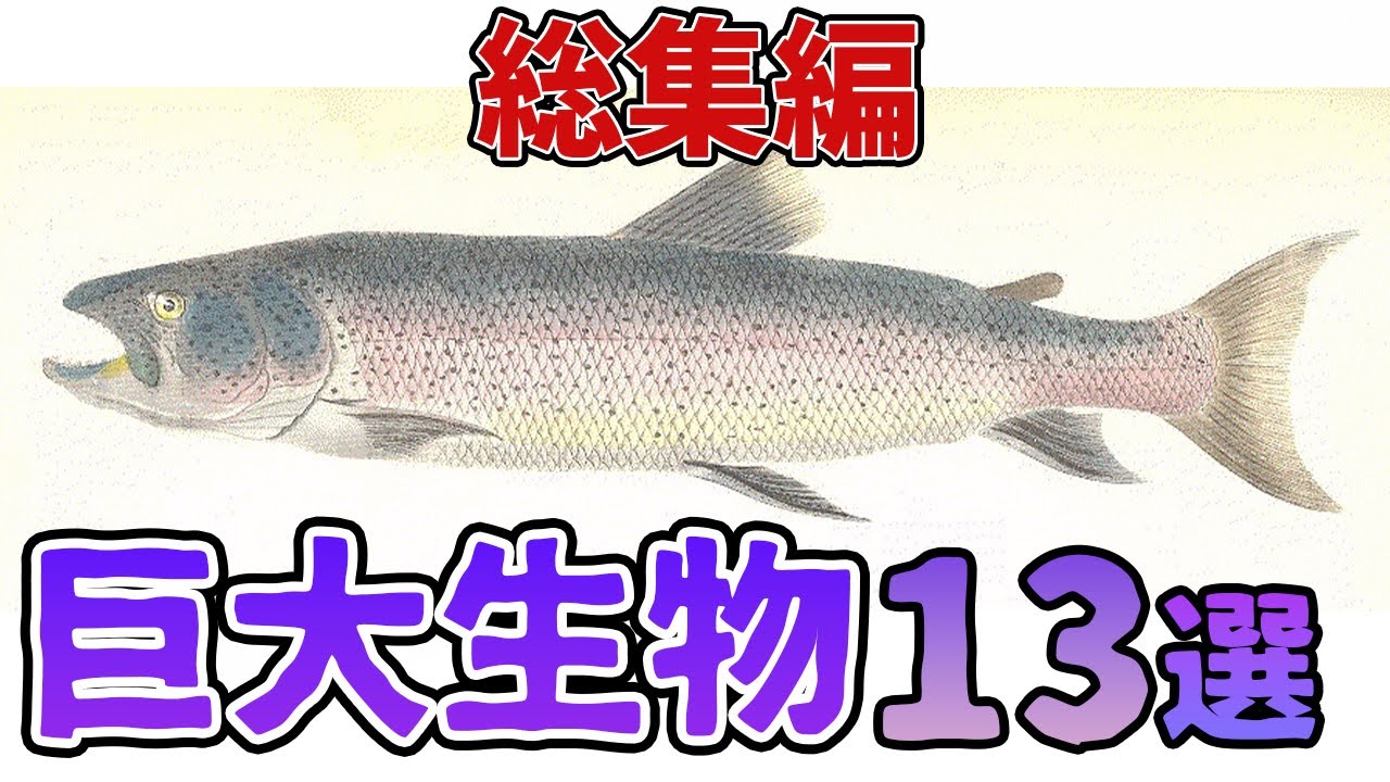 【総集編】巨大生物が怖すぎる!!13選【オヒョウ】【イトウ】【タマカイ】