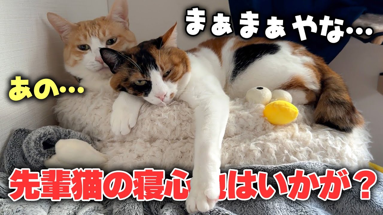 先輩猫のことをベッドとしか思っていない三毛猫がいました。