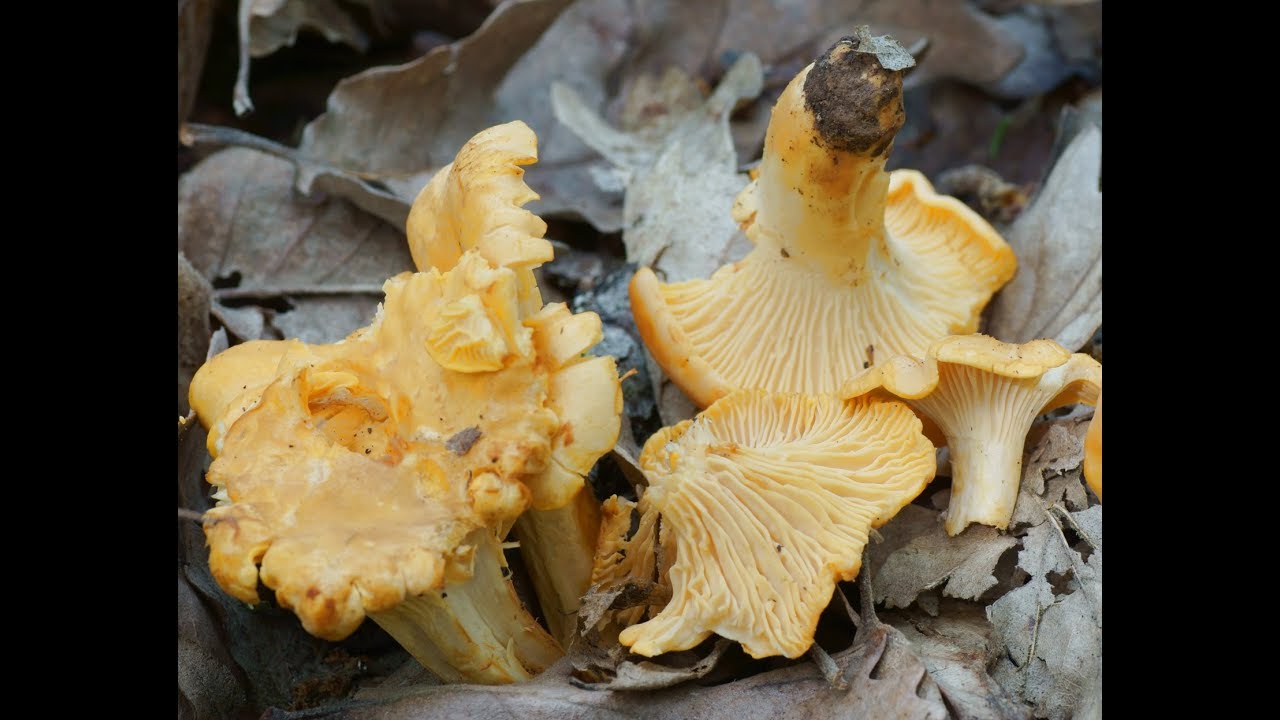Cantharellus cibarius Fr  1821