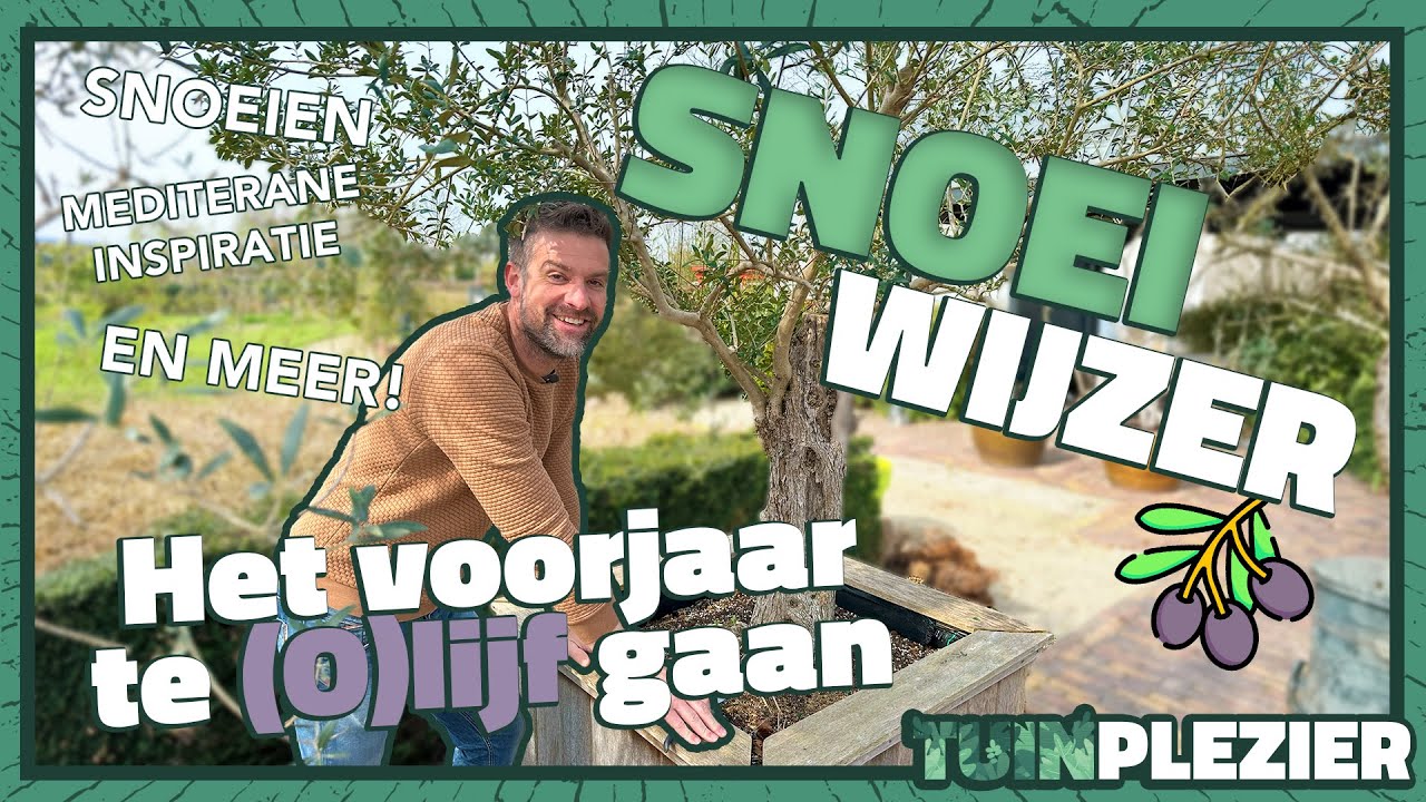 HOE snoei je een olijfboom in het voorjaar? SNOEIWIJZER 🫒 ✂️ | Tuinplezier🪴