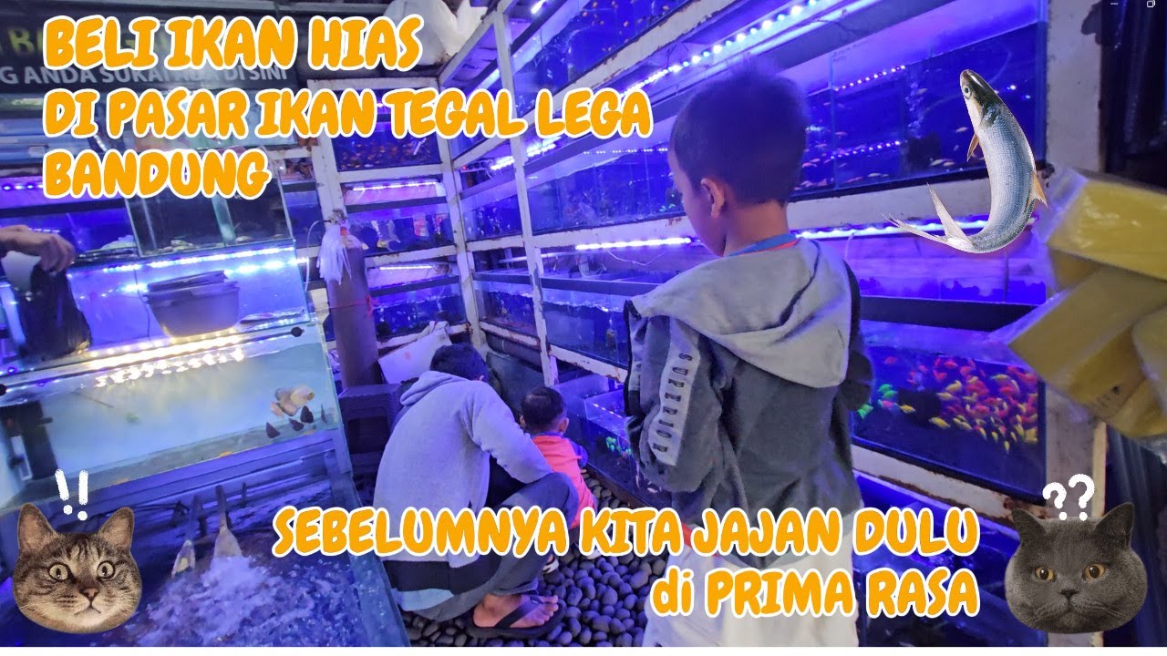 Beli Ikan Hias Langka di Pasar Tegal Lega Bandung + Jajanan Super Enak di Prima Rasa! Part 1