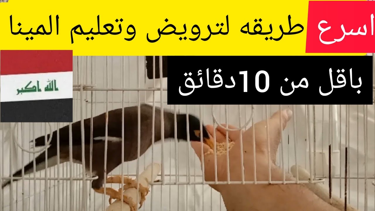 اسرع ترويض وتاكيل يدوي للمينا باقل من 10 دقائق🥰 وكسب حبها وثقتها
