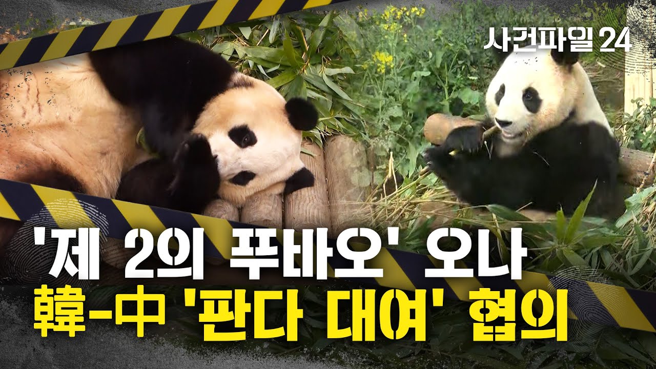 [사건파일24] 푸바오 떠난 자리에 새 판다 오나···韓-中 '판다 대여' 협의