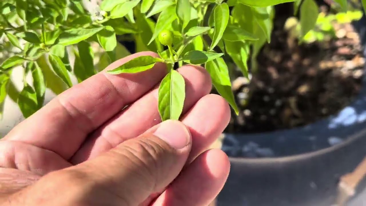 This is the original elongated leaf of the Chiltepin: A link to these seeds available in comments.