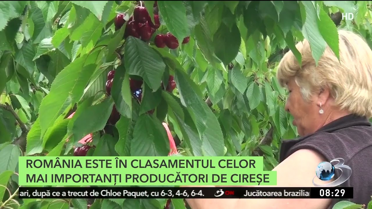 Cireşele s-au copt mai târziu anul acesta, sunt mai mari, dar mai puţine