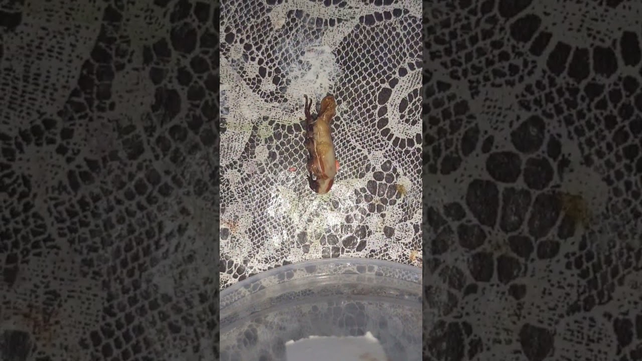 Pupa de tenebrio gigante virando besouro 