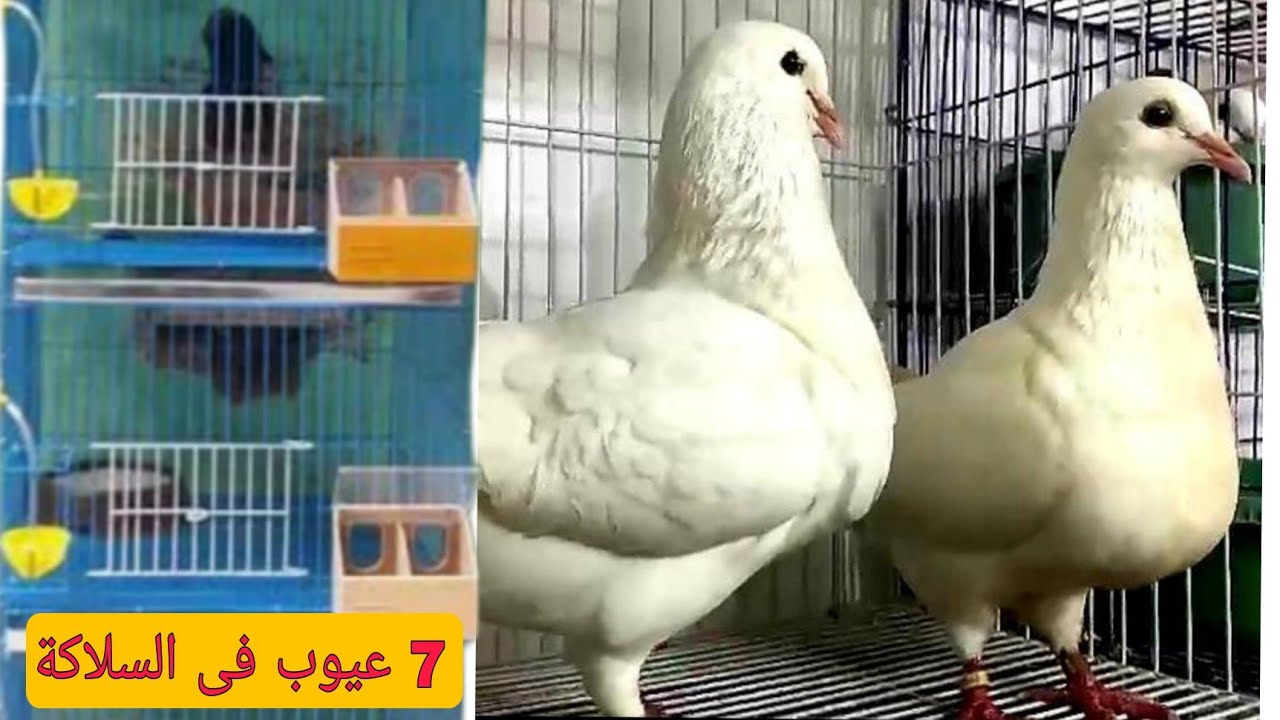 عيوب صناعة فى سلاكة الحمام اللاحم لازم تخلى بالك منها قبل ماتشترى