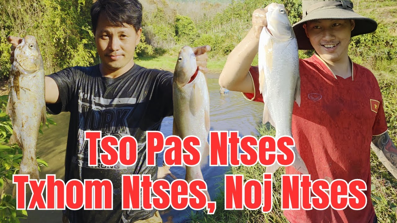 Tso Pas Ntses, Txhom Ntses, Noj Ntses, Lom Zem