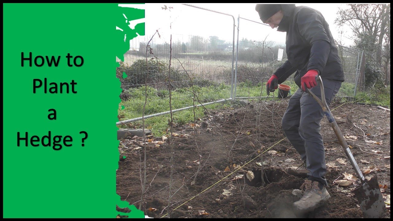 How to plant a wildlife hedge