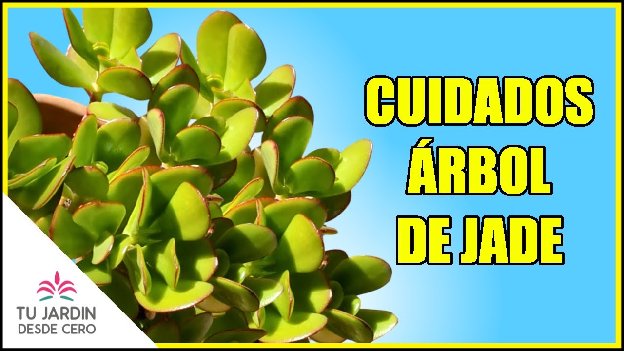&Aacute;RBOL DE JADE &iquest;C&oacute;mo cuidar y reproducir Crassula ovata en maceta? [Crassula portulacea] ⭐️