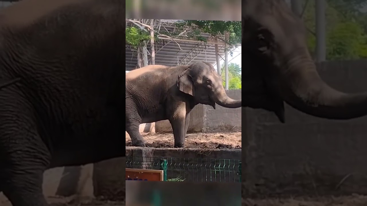 Conociendo a la novia de Big Boy #animales #elefante