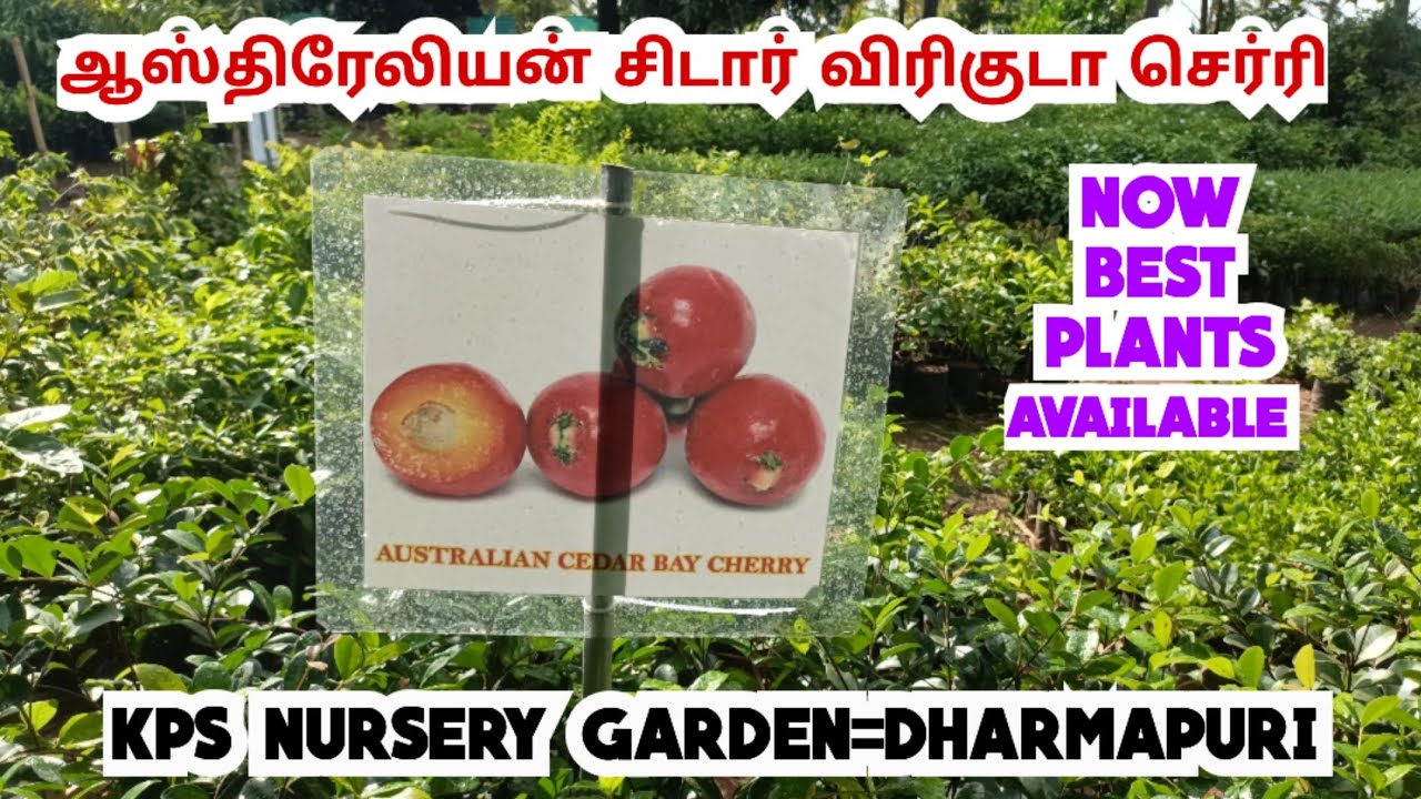 Australian Cedar Bay cherry 🍒 fruit | Cherry fruit plant | medicinal fruit plant