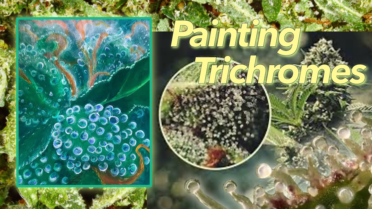 Painting Marijuana  Trichromes | Time-lapse Painting
