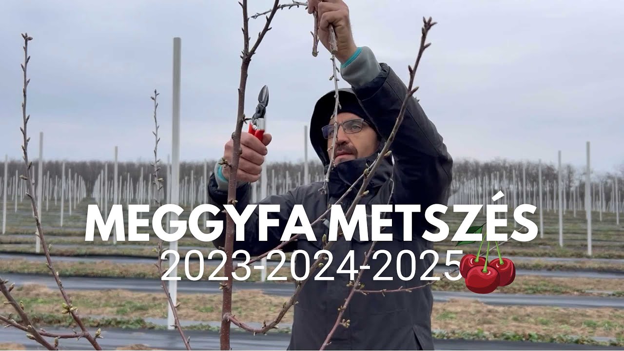 2023-2024-2025: Meggyfa metszés🍒