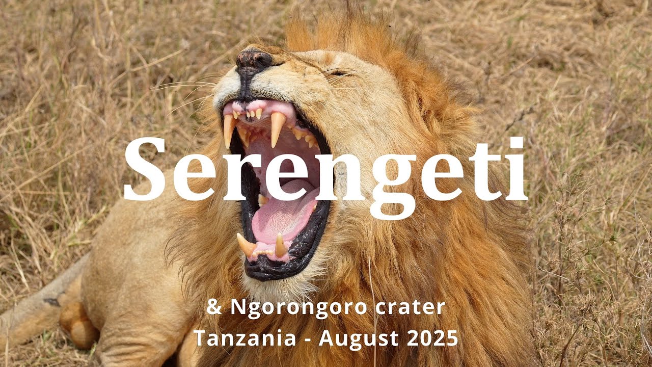 Serengeti Safari - Tanzania #serengeti #serengetisafari #tanzania #africawildlife