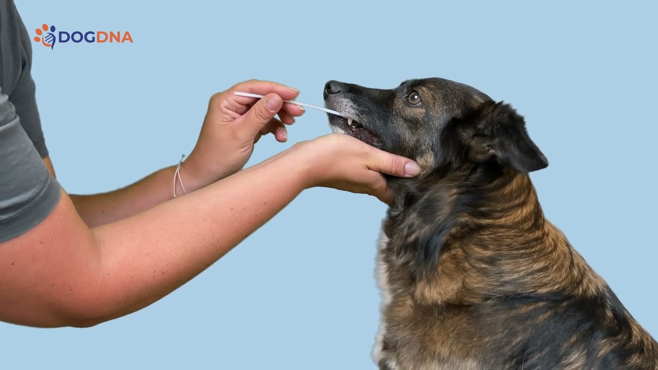 DogDNA - Anleitungsvideo zur Probenentnahme - Galantos Genetics GmbH