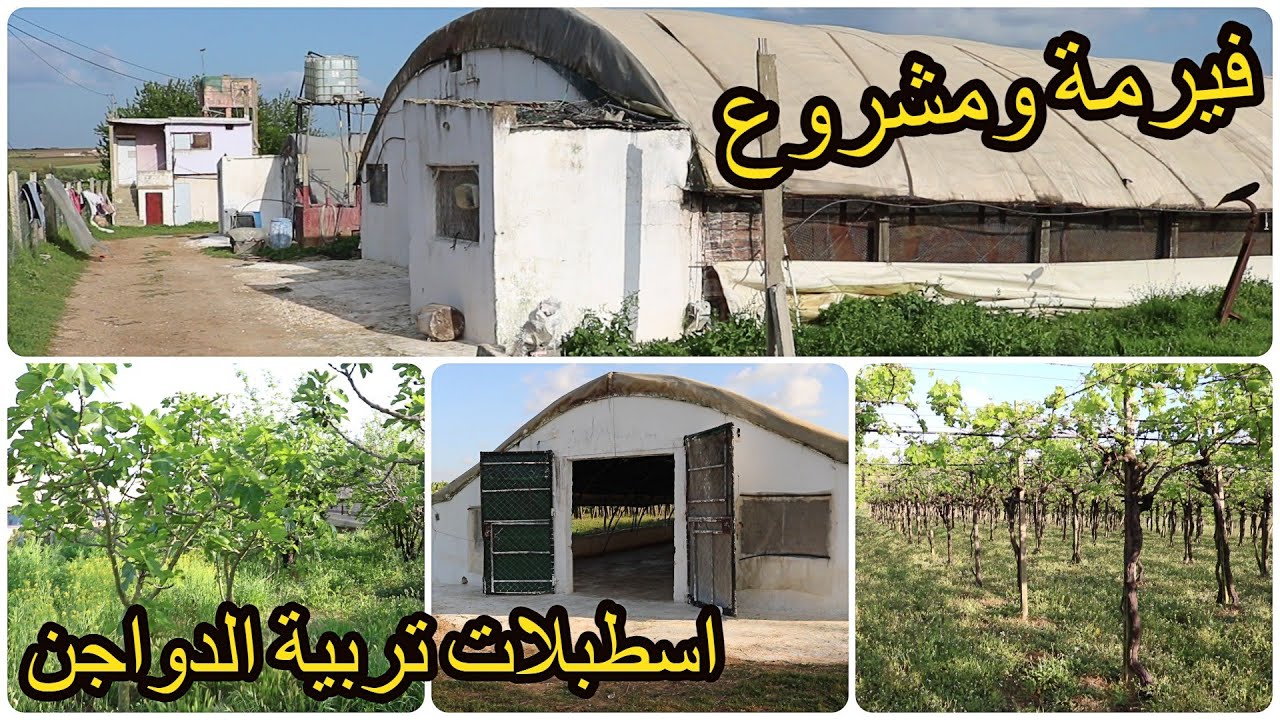 ✨فيرمة مجهزة باسطبلات لتربية الدواجن واغراس العنب على الطريق المعبدة بموقع للسكن والاستثمار ✨ تيفلت