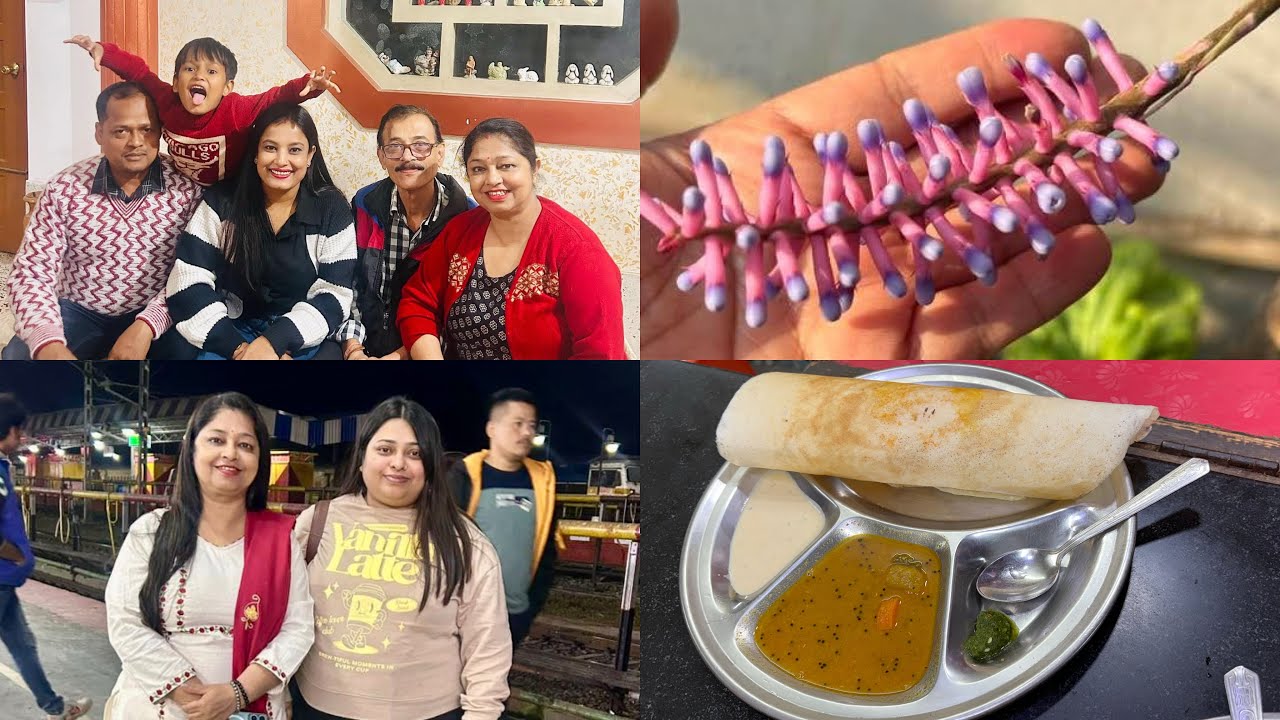 আলহী চিনি পাইছেনে ? জুইশলা গছ( Matchsticks plant ), ছোৱালী অকলে ফুৰিবলৈ গৈছে / ৩০ টকাত দ’চা