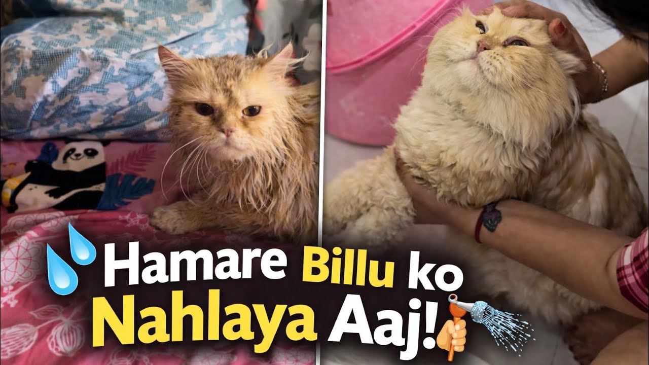 Aaj Tom Bana Bhigi Billi 😹 | Billu Ka bath Day🚿 