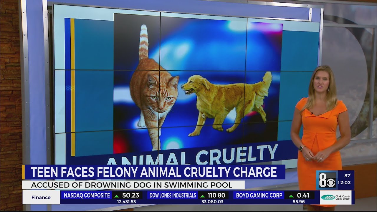 Teen facing animal cruelty charge for allegedly drowning dog