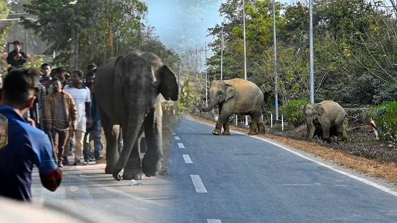 10 March 2026  #elephant #babyanimal #naturelovers #highlights 