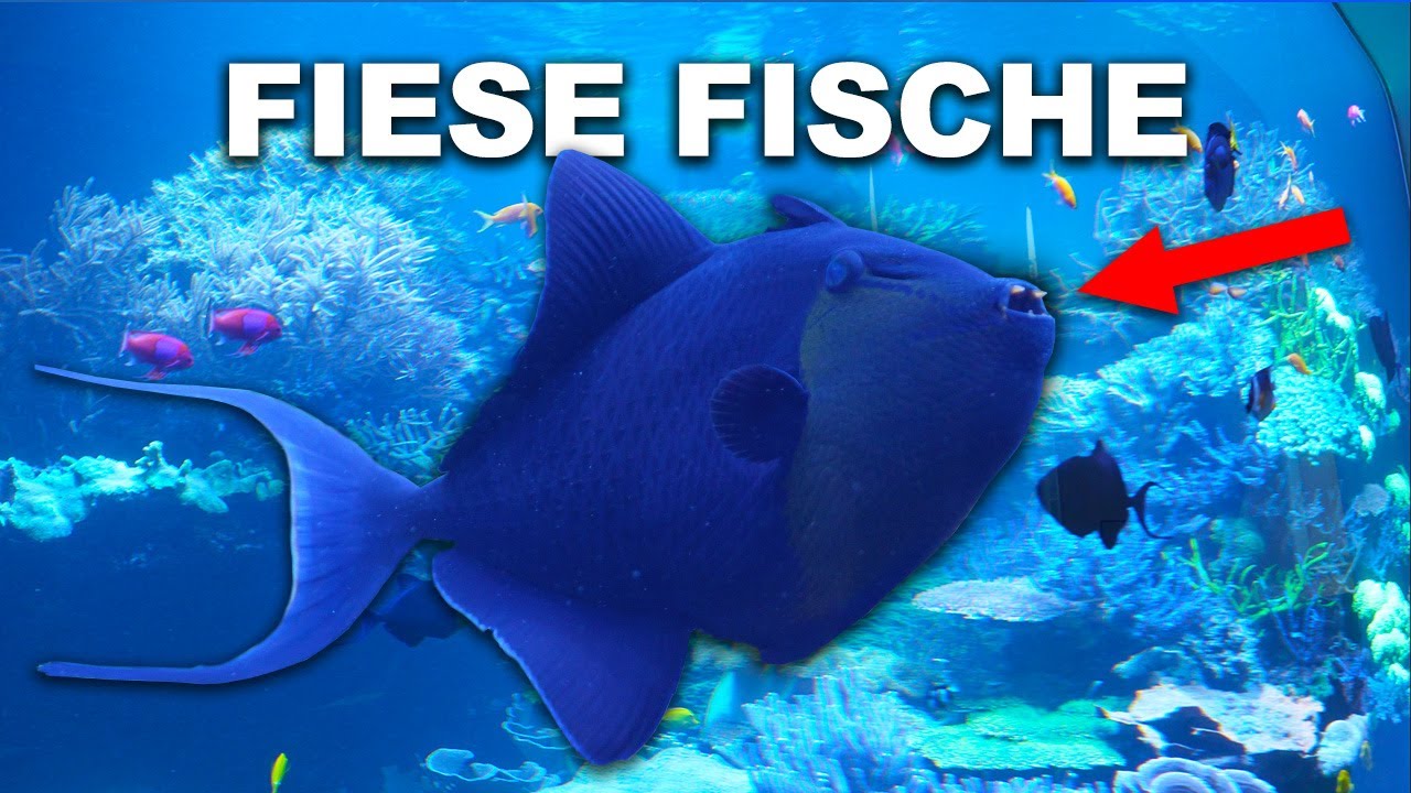 FIESE FISCHE im Aquarium - Aggressive DRÜCKERFISCHE und richtiger Umgang