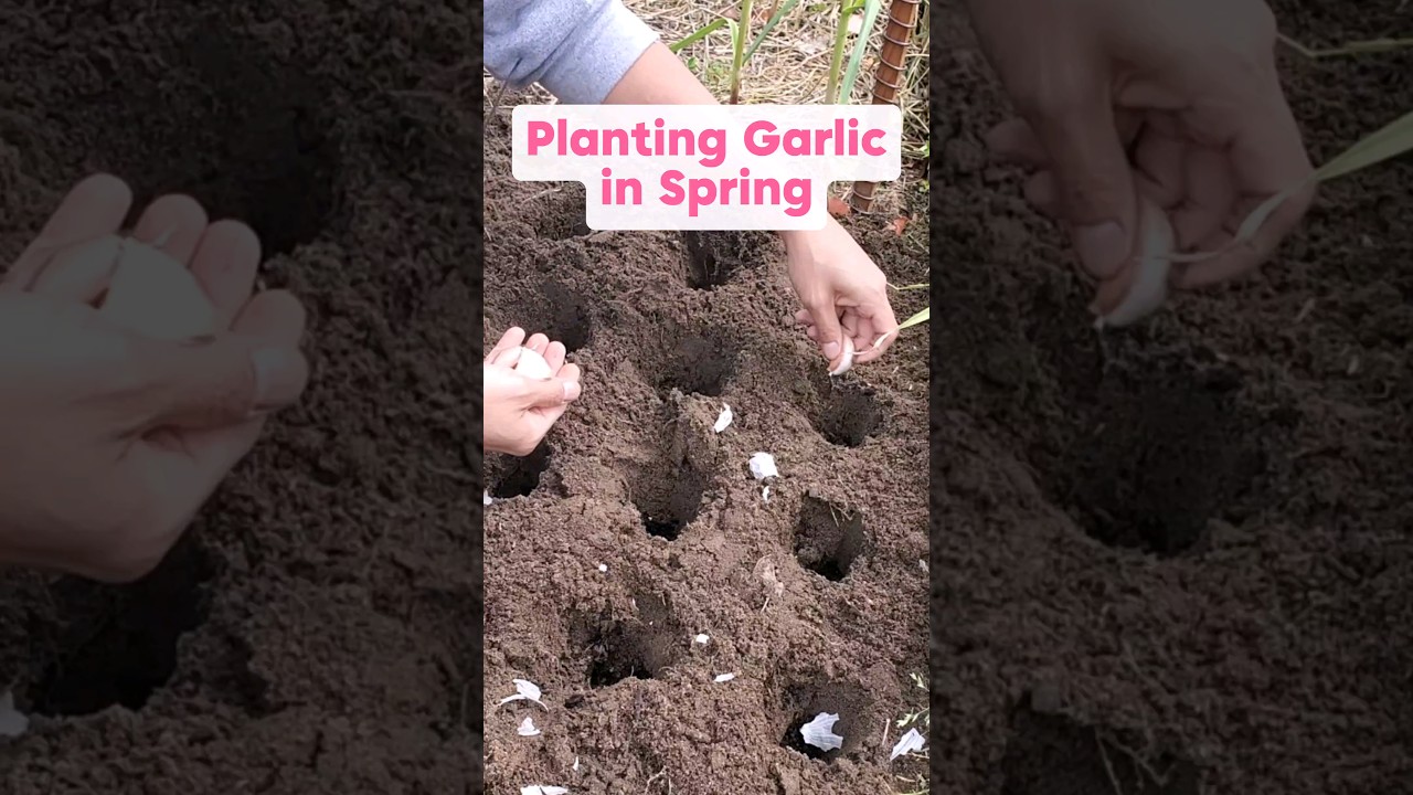 Planting softneck garlic in Spring for a late Summers harvest #gardening #garlic